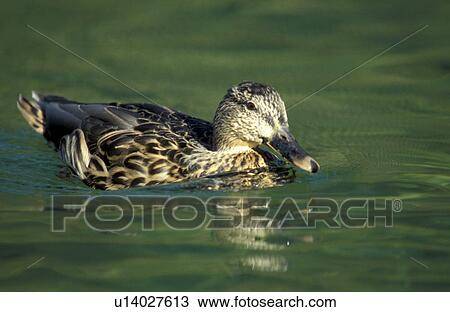 federn, anas, anatinae, animals, aves View Large Photo Image Stock Image - federn, anas, anatinae, animals, aves. Fotosearch