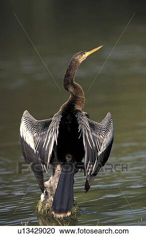 Stock Image - federn, anhinga, animals, aves, back view. Fotosearch