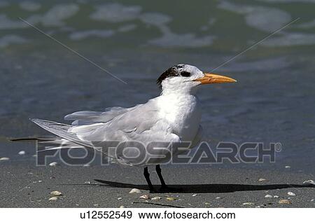 federn, animals, arctic, aves View Large Photo Image Stock Photo - federn, animals, arctic, aves. Fotosearch