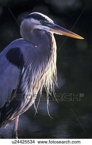 federn, animals, ardeidae, aves View Large Photo Image Picture - federn, animals, ardeidae, aves. Fotosearch
