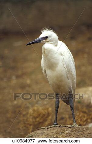 federn, animals, ardeidae, beak, bill View Large Photo Image Stock Photo - federn, animals, ardeidae, beak, bill. Fotosearch