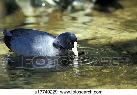 federn, animals, atra, aves View Large Photo Image Stock Photo - federn, animals, atra, aves. Fotosearch