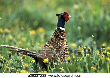 federn, animals, aves, back view, bird View Large Photo Image Stock Photo - federn, animals, aves, back view, bird. Fotosearch