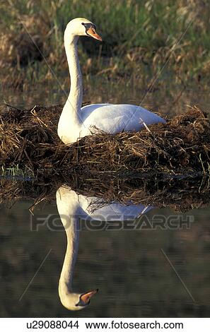 federn, animals, aves, banks, bird View Large Photo Image Picture - federn, animals, aves, banks, bird. Fotosearch