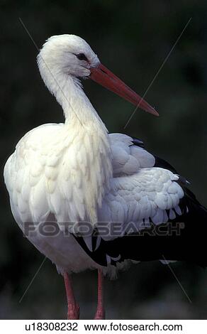 Stock Image - federn, animals, aves, beak, bill. Fotosearch