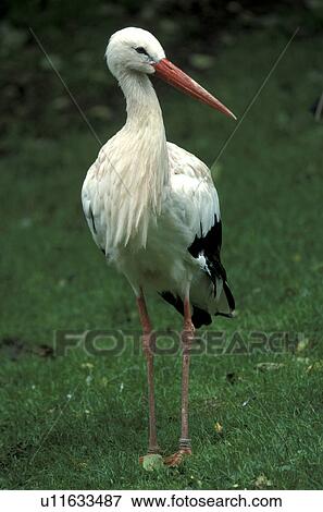 federn, animals, aves, beak, bill View Large Photo Image Stock Photo - federn, animals, aves, beak, bill. Fotosearch