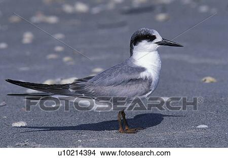 federn, animals, aves, beak View Large Photo Image Picture - federn, animals, aves, beak. Fotosearch