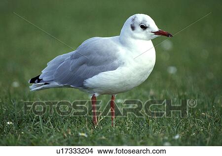 federn, animals, aves, beak View Large Photo Image Picture - federn, animals, aves, beak. Fotosearch