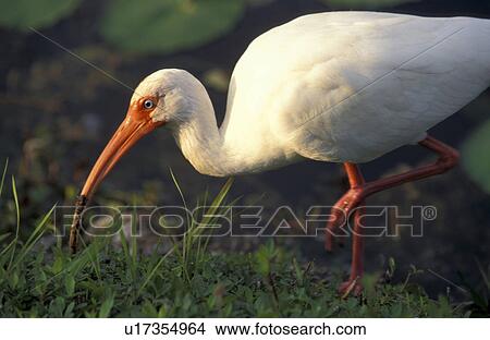 federn, animals, aves, beak View Large Photo Image Picture - federn, animals, aves, beak. Fotosearch