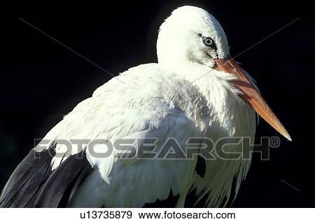 federn, animals, aves, beak View Large Photo Image Stock Photo - federn, animals, aves, beak. Fotosearch