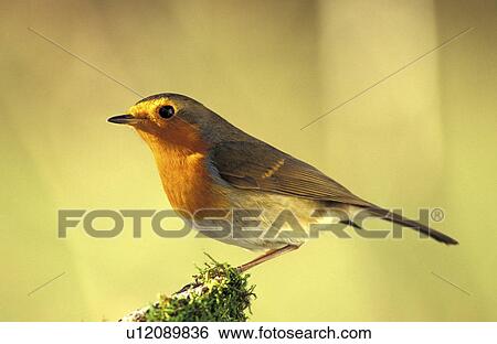 federn, animals, aves, beak View Large Photo Image Stock Photograph - federn, animals, aves, beak. Fotosearch