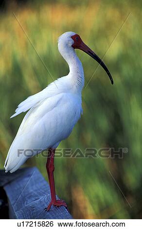 federn, animals, aves, beak View Large Photo Image Stock Photograph - federn, animals, aves, beak. Fotosearch