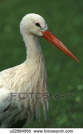 federn, animals, aves, beak View Large Photo Image Stock Photography - federn, animals, aves, beak. Fotosearch