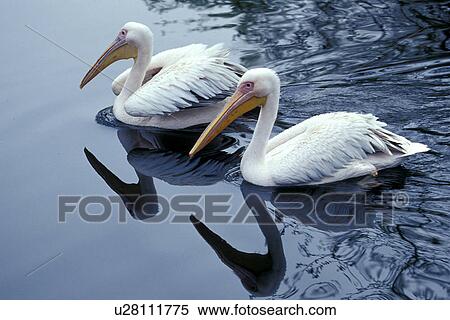 federn, animals, aves, beak View Large Photo Image Stock Photography - federn, animals, aves, beak. Fotosearch