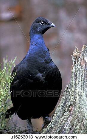federn, animals, aves, bird, black View Large Photo Image Stock Image - federn, animals, aves, bird, black. Fotosearch