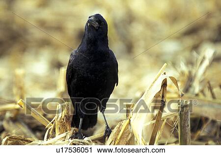 federn, animals, aves, bird, black View Large Photo Image Stock Image - federn, animals, aves, bird, black. Fotosearch