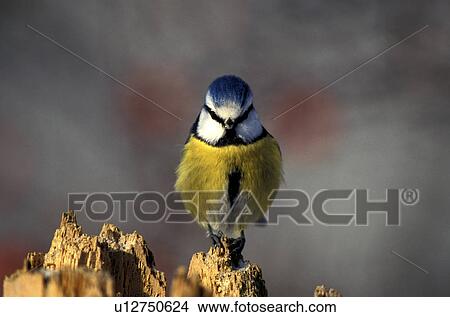 federn, animals, aves, bird, blaumeise View Large Photo Image Picture - federn, animals, aves, bird, blaumeise. Fotosearch