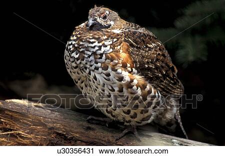 federn, animals, aves, bird, bough View Large Photo Image Stock Image - federn, animals, aves, bird, bough. Fotosearch