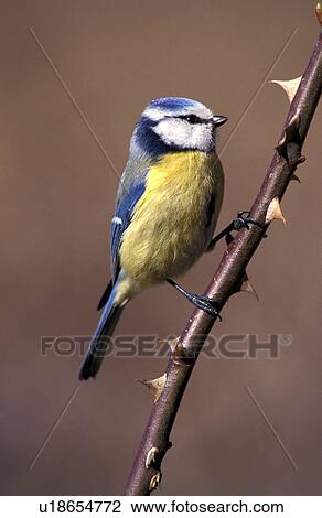 federn, animals, aves, bird View Large Photo Image Stock Image - federn, animals, aves, bird. Fotosearch