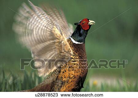 federn, animals, aves, bird View Large Photo Image Stock Image - federn, animals, aves, bird. Fotosearch