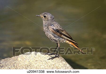 federn, animals, aves, bird View Large Photo Image Stock Photo - federn, animals, aves, bird. Fotosearch