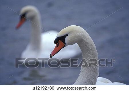 federn, animals, aves, bird View Large Photo Image Stock Photograph - federn, animals, aves, bird. Fotosearch