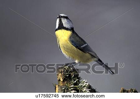 federn, animals, aves, bird View Large Photo Image Stock Photography - federn, animals, aves, bird. Fotosearch