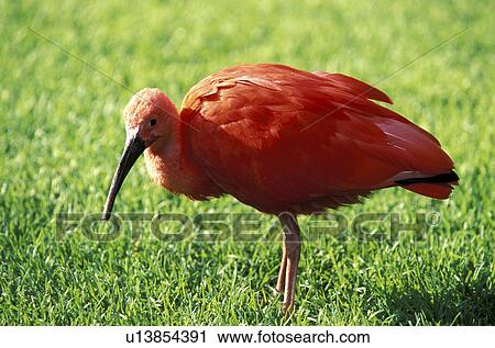 rasen, animals, aves, beak View Large Photo Image Stock Image - rasen, animals, aves, beak. Fotosearch