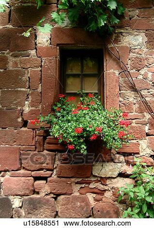 barrier, brown, cranesbill, day, geranium, jacques View Large Photo Image Stock Image - barrier, brown, cranesbill, day, geranium, jacques. Fotosearch
