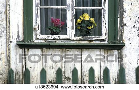 flowers, barrack, fence, exfoliate, dobecki, andreas View Large Photo Image Picture - flowers, barrack, fence, exfoliate, dobecki, andreas. Fotosearch