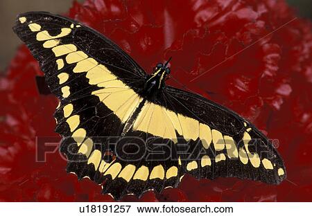 animals, blooms, bloom, black, abloom View Large Photo Image Stock Photo - animals, blooms, bloom, black, abloom. Fotosearch