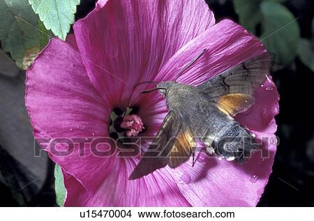 animals, blossom, blooms, bloom, abloom View Large Photo Image Picture - animals, blossom, blooms, bloom, abloom. Fotosearch