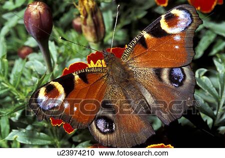 animals, blossom, blooms, bloom, abloom View Large Photo Image Stock Image - animals, blossom, blooms, bloom, abloom. Fotosearch