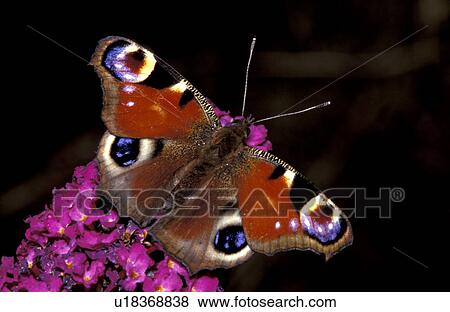 animals, blossom, blooms, bloom, abloom View Large Photo Image Stock Photo - animals, blossom, blooms, bloom, abloom. Fotosearch