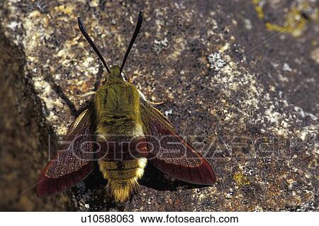 back view, butterfly, butterflies, animals View Large Photo Image Stock Image - back view, butterfly, butterflies, animals. Fotosearch