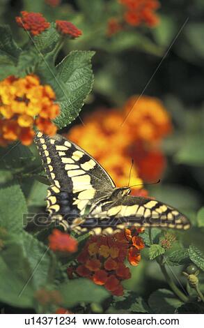 Beautiful butterfly on a flower View Large Photo Image Picture - Beautiful butterfly on a flower. Fotosearch