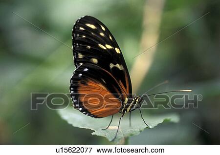 Bernhard, butterfly, butterflies, black, animals View Large Photo Image Stock Photo - Bernhard, butterfly, butterflies, black, animals. Fotosearch