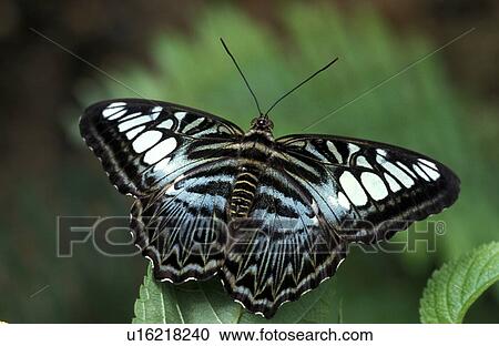 black, butterfly, butterflies, animals View Large Photo Image Stock Image - black, butterfly, butterflies, animals. Fotosearch