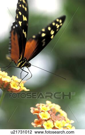 blooms, animals, bloom, black, Bernhard, abloom View Large Photo Image Stock Image - blooms, animals, bloom, black, Bernhard, abloom. Fotosearch