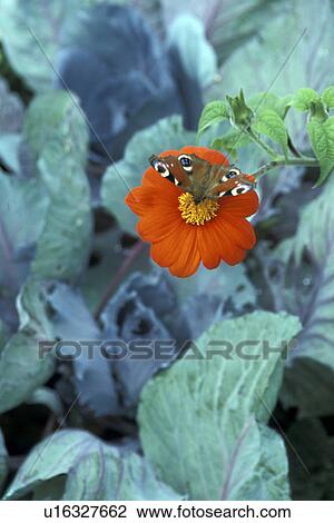 blossom, animals, blooms, bloom, Bernhard, abloom View Large Photo Image Stock Image - blossom, animals, blooms, bloom, Bernhard, abloom. Fotosearch
