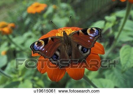 blossom, animals, blooms, bloom, Bernhard, abloom View Large Photo Image Stock Image - blossom, animals, blooms, bloom, Bernhard, abloom. Fotosearch