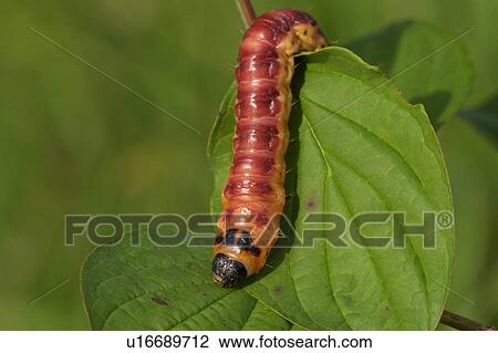 buss, animal, bugs, brown, black, alexandra View Large Photo Image Stock Image - buss, animal, bugs, brown, black, alexandra. Fotosearch