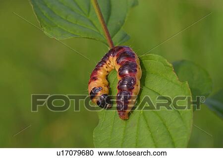 buss, animal, bugs, brown, black, alexandra View Large Photo Image Stock Image - buss, animal, bugs, brown, black, alexandra. Fotosearch