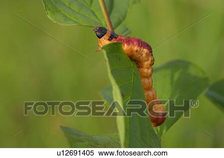 buss, animal, bugs, brown, black, alexandra View Large Photo Image Stock Photography - buss, animal, bugs, brown, black, alexandra. Fotosearch