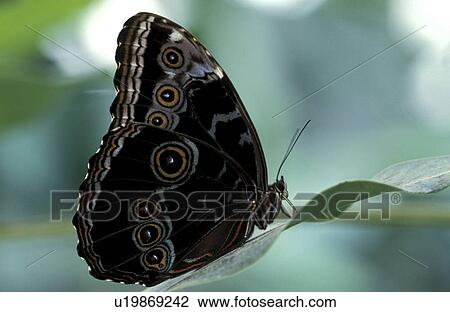butterflies, butterfly, animals View Large Photo Image Stock Image - butterflies, butterfly, animals. Fotosearch