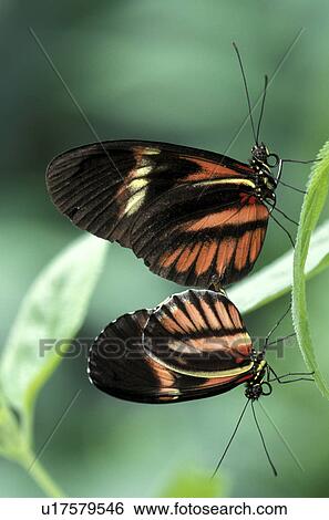 butterflies, butterfly, animals View Large Photo Image Stock Photograph - butterflies, butterfly, animals. Fotosearch