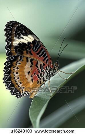 butterflies, Christian, butterfly, animals View Large Photo Image Stock Image - butterflies, Christian, butterfly, animals. Fotosearch