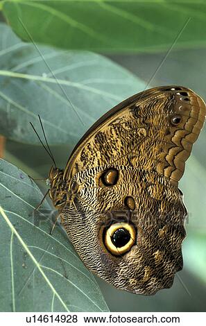 butterflies, Christian, butterfly, animals View Large Photo Image Stock Photo - butterflies, Christian, butterfly, animals. Fotosearch