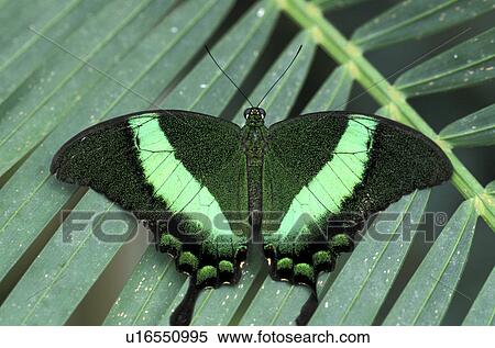 butterflies, Christian, butterfly, animals View Large Photo Image Stock Photography - butterflies, Christian, butterfly, animals. Fotosearch
