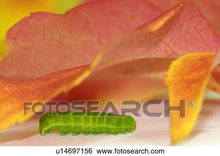 butterfly, animal, buss, bugs, autumn, alexandra View Large Photo Image Stock Photograph - butterfly, animal, buss, bugs, autumn, alexandra. Fotosearch